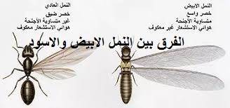 طريقة الفرق بين النمل العادي والنمل الأبيض 