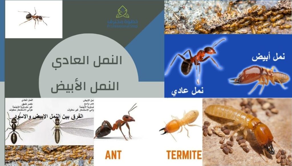 الفرق بين النمل العادي والنمل الأبيض 