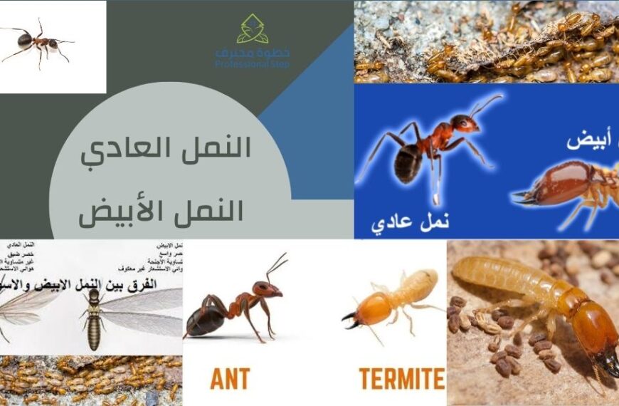 مكافحة النمل الأبيض ومكافحة النمل العادي